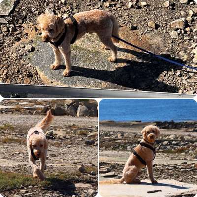 43. Collage Challenge - Schattenspiele-Beitrag-Bild