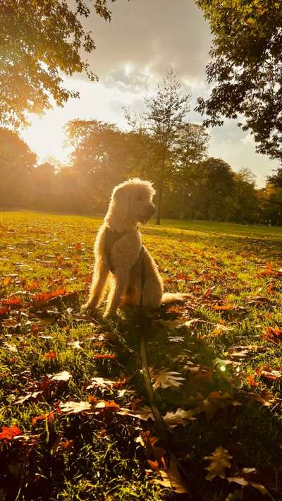 Herbst Bilder-Beitrag-Bild