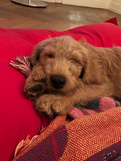 Zeigt mir die tollste Nahaufnahme von eurer Fellnase-Beitrag-Bild