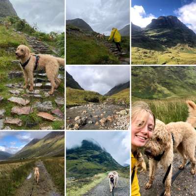 29. Collagen Challenge - Wandern mit Hund-Beitrag-Bild