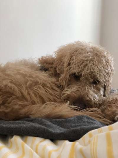 Wie heißt dein Hund?-Beitrag-Bild