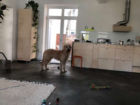 Mischlinge raten - Rätselspaß-Beitrag-Bild