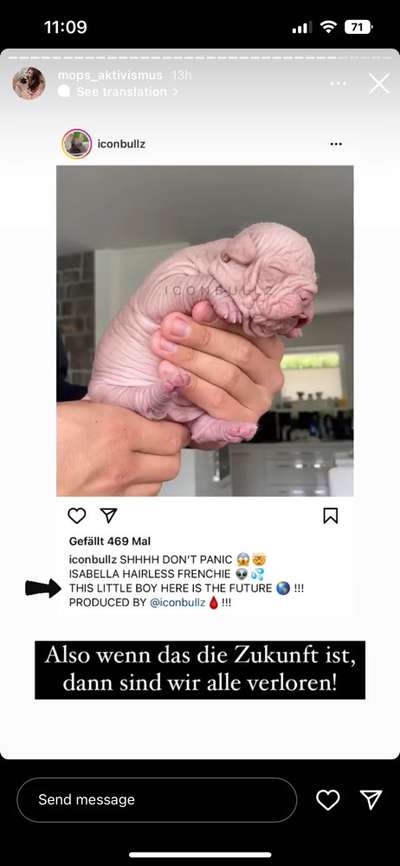 Qualzucht - Warum Aufklärung alleine nicht reicht-Beitrag-Bild