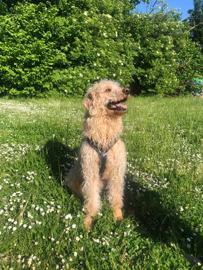 eure Junghunde 🐶🥰-Beitrag-Bild