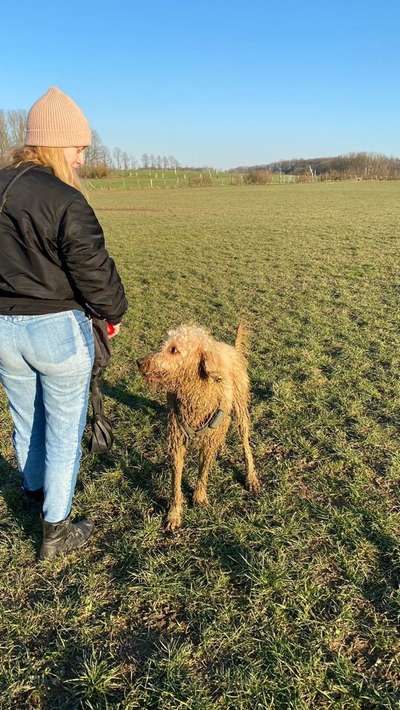 dirty Dog-Beitrag-Bild