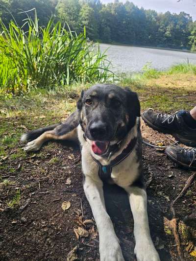 Hundetreffen-✨️Trainingspartner gesucht ✨️-Bild