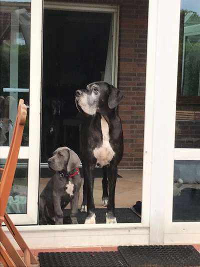 Deutsche Doggen Besitzer zeigt euch-Beitrag-Bild