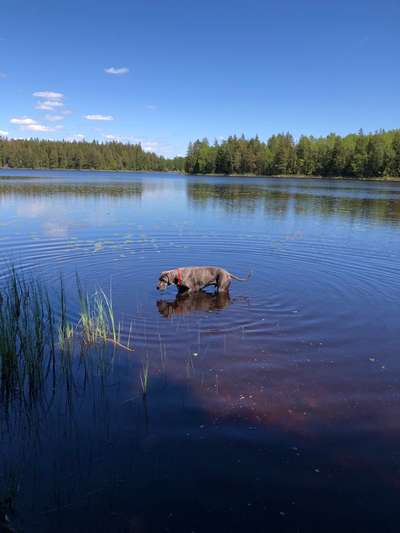 Dogorama Photo Challenge - schönster Gassiausblick-Beitrag-Bild