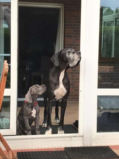 Deutsche Doggen Besitzer zeigt euch-Beitrag-Bild