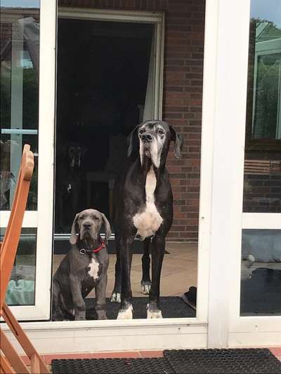 Deutsche Doggen Besitzer zeigt euch-Beitrag-Bild