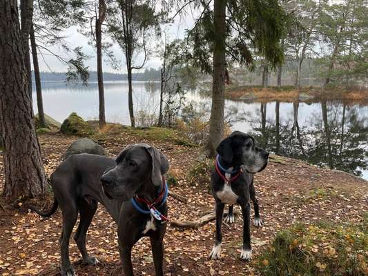 Deutsche Doggen Besitzer zeigt euch-Beitrag-Bild