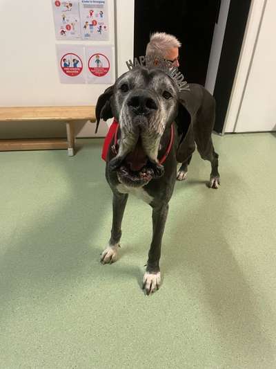 Deutsche Doggen Besitzer zeigt euch-Beitrag-Bild