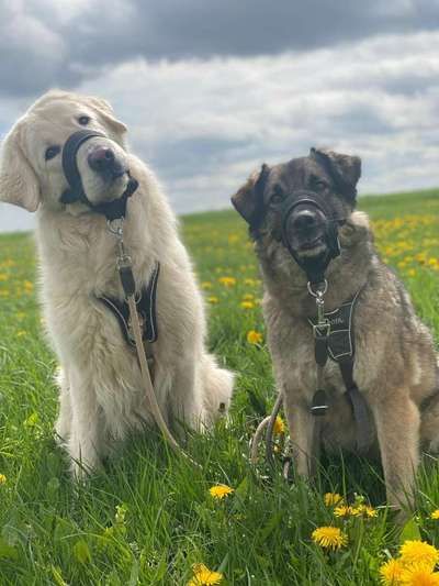 Hundetreffen-Hundebegegnung/ Socialwalk Nideggen (regelmäßig)-Bild