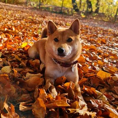 Hundetreffen-Spaziergänge/ Spielrunde /Social walk-Bild