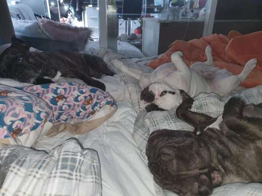 Zeigt her eure Frenchi-Beitrag-Bild