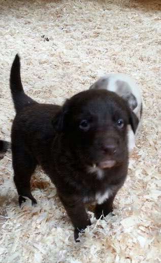 Das erste Bild eures Hundes-Beitrag-Bild