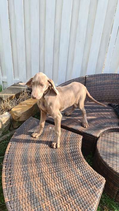 Das erste Bild eures Hundes-Beitrag-Bild