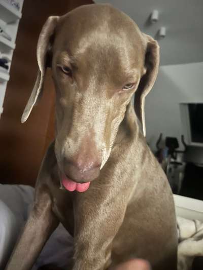 Dogorama Photo Challenge - Fail/Outtakes-Beitrag-Bild