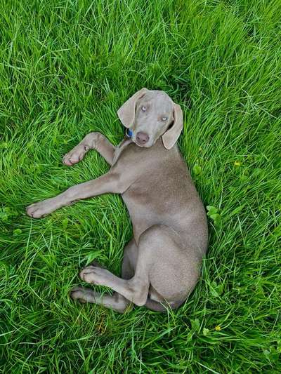 Weimaraner-Beitrag-Bild