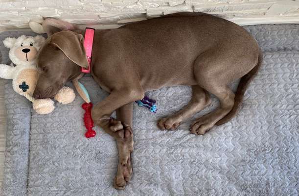 Weimaraner-Beitrag-Bild