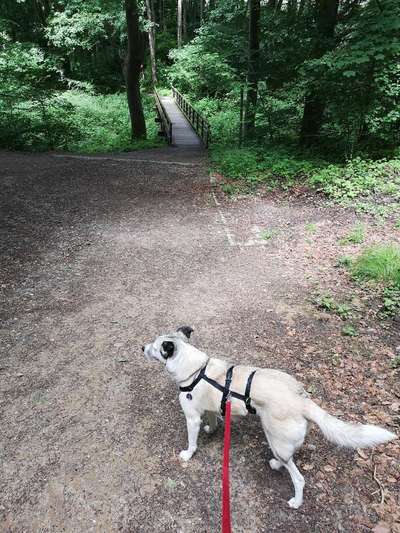 Dogorama Photo Challenge - Brücken-Beitrag-Bild