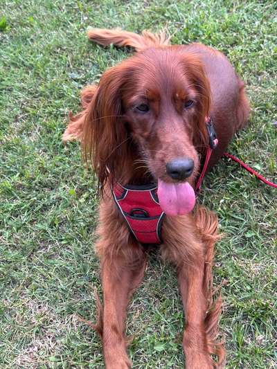 Hundetreffen-KU-Dogs Gassigruppe Kulmbach-Bild