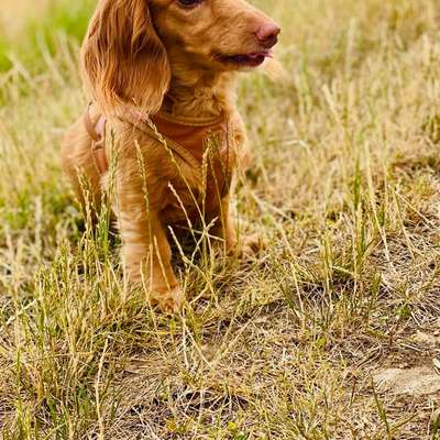 Hundetreffen-Gassi gehen-Bild