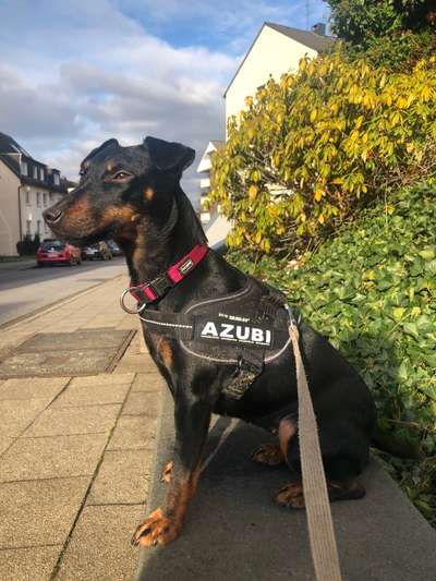 Dreibeinige Hunde-Beitrag-Bild