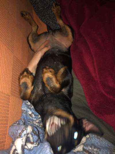 Zeige das lustigste Bild eures Hundis-Beitrag-Bild