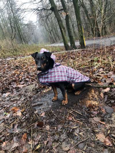 Club der Rumänen (Alle Hunde aus dem rumänischen Tierschutz, wo seid Ihr?)-Beitrag-Bild