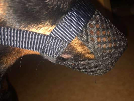 Giftköderschutz-Beitrag-Bild