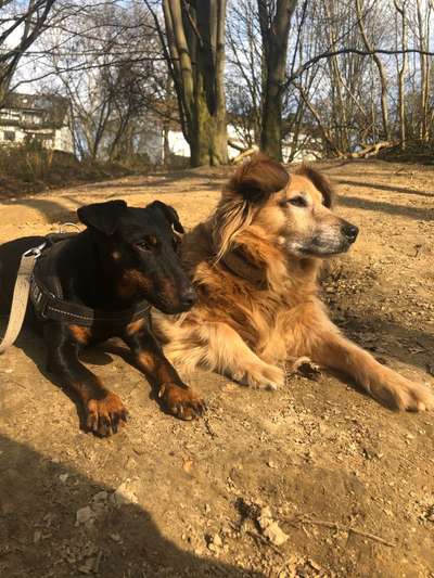 Hunde aus dem Tierschutz: Bulgarien-Beitrag-Bild