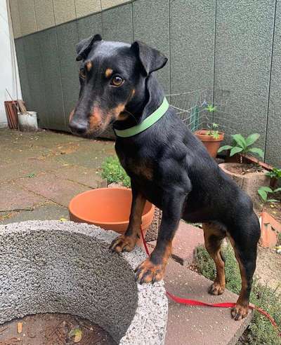 Wo sind die Jack und Parson Russell Terrier?-Beitrag-Bild