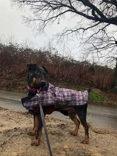 Wo sind die Jack und Parson Russell Terrier?-Beitrag-Bild