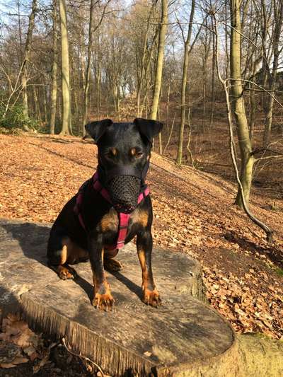 Hunde vom Tierschutzverein 🐕♥️-Beitrag-Bild