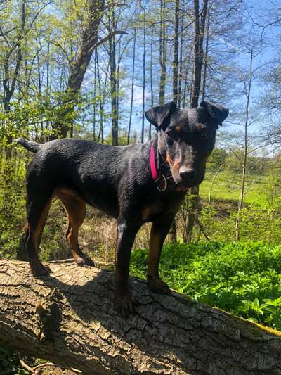 Hund aus dem Spanischen Tierschutz-Beitrag-Bild