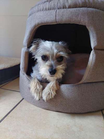 Suche die "Geschwister"meiner Tierheimhündin aus dem Tierheim Mönchengladbach-Beitrag-Bild