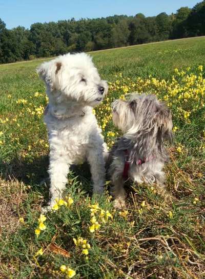 Die Dogorama Kalender Challenge Titelbild-Beitrag-Bild