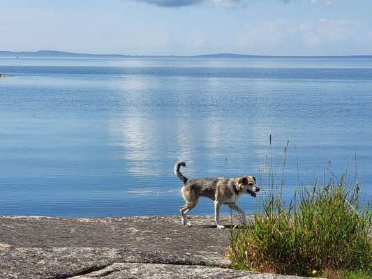 Hundetreffen-Gassi gehen in Bad Laasphe-Bild