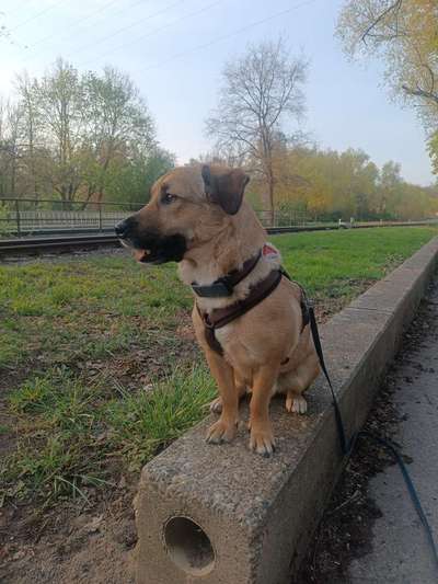 Hundetreffen-Hundebegegnungen und gemeinsam spazieren-Bild