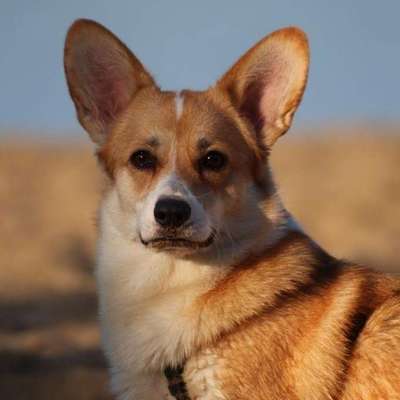 Hundetreffen-Social Walk/Spielpartner-Bild