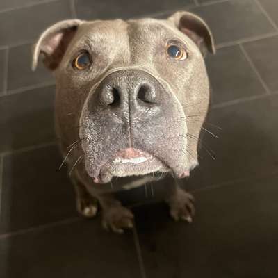 Hundetreffen-Gassi- Geh- Runden/ Sozialisierung-Bild