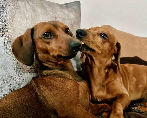 Fotowettbewerb : Hundekommunikation-Beitrag-Bild