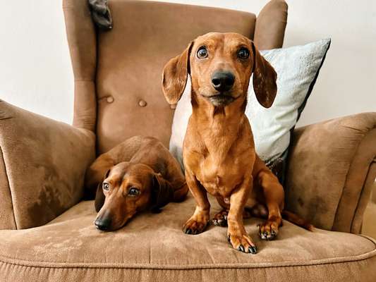 Welchen Hund hast du?-Beitrag-Bild