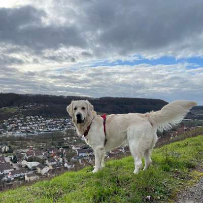 Hundetreffen-Hundefreund (im selben Alter) gesucht :)-Bild