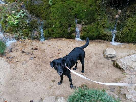 Hundetreffen-Hunderunde mit geduldigen und verspielten Hunden-Bild