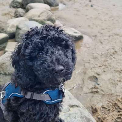 Hundetreffen-Welpentreffen zum Spielen-Bild