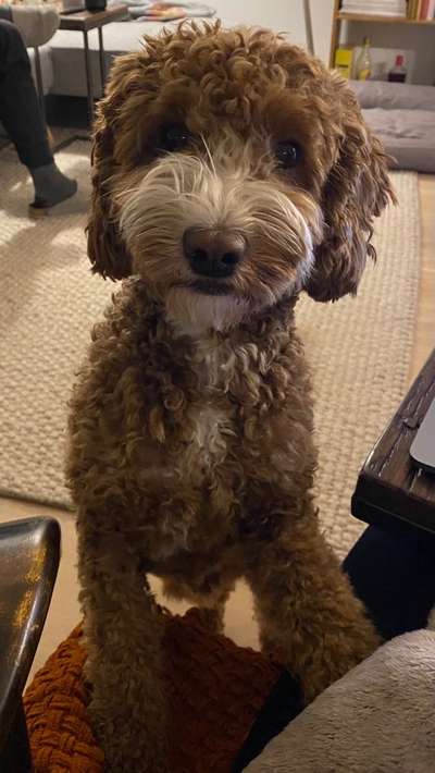 CHALLENGE NR. 19 - Der Hundeblick-Beitrag-Bild