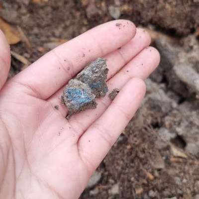 Giftköder-Möglicher Giftköder-Bild