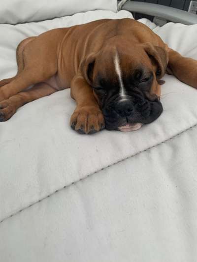 Welpen Bilder !-Beitrag-Bild